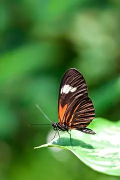 Small postman butterfly Foto stock