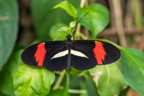 Small Postman butterfly Stock Photos