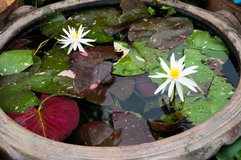 A small pot with two white flowers and green leaves floating in water Stock Photos