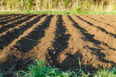 Small potato field Stock Photos