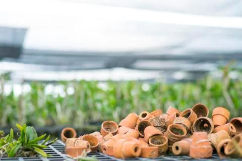 Small pots are placed to prepare the tree. Stock Photos