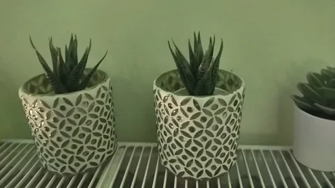 Small pots with cacti on a lattice shelf Stock-Footage 305438440