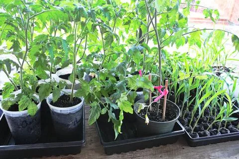 Small pots of tomatoes and corn seedlings in spring Stock Photos