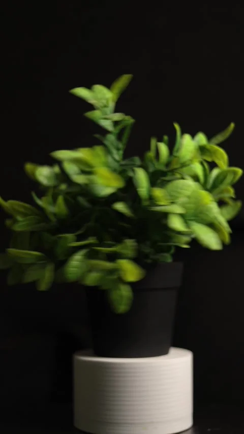 Small potted green plant rotating on a white stand against a dark background Vidéo 341737506