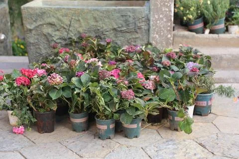 Small potted hydrangea plants with pink and purple flowers 写真素材
