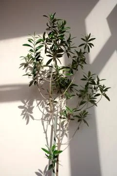 Small potted olive tree Stock-Fotos