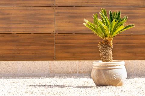 Small potted palm tree Stock Photos