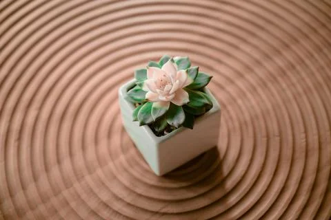 Small potted plant placed on a table Stock Photos