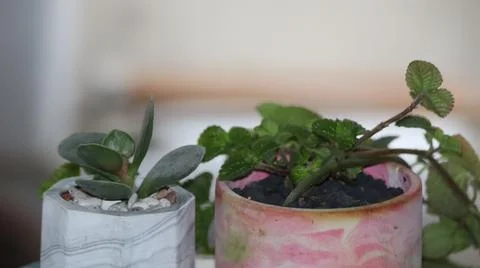 Small Potted Plants on Table Stock Photos