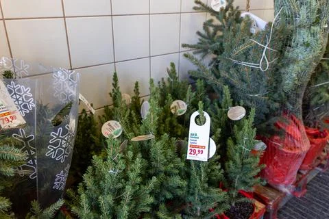 Small potted spruce trees are displayed for sale inside a store with price tags Stock Photos