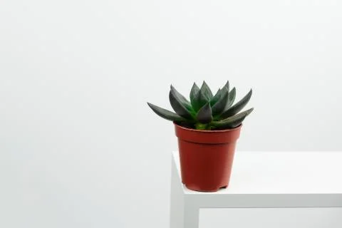 Small potted succulent on a white table against white wall copy space Stock Photos