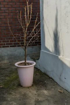 Small potted tree on patio Stock Photos