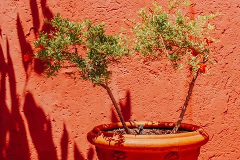 A small potted tree, shrub in ceramic pot against red wall in home garden Foto stock