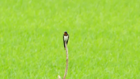 Small Pratincole on branch. Vídeos de archivo 71538433
