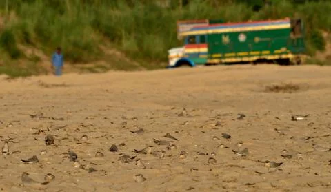 Small pratincole Stock Photos