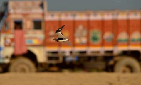 Small pratincole Stock Photos