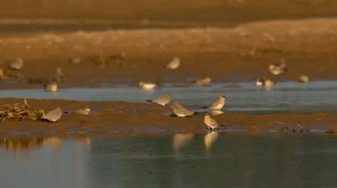 Small pratincole Foto stock