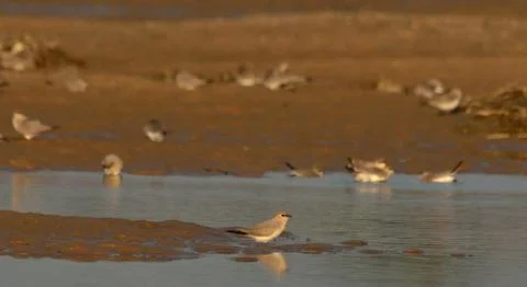 Small pratincole Stock Photos