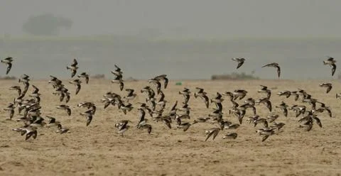Small pratincole Stock Photos