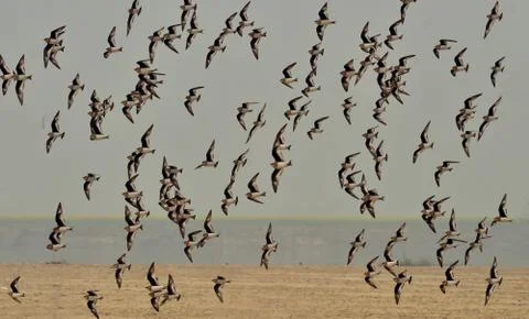 Small pratincole Foto stock