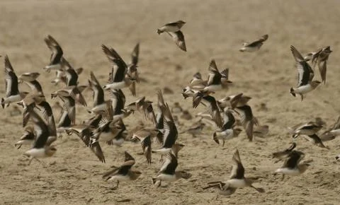 Small pratincole Stock Photos