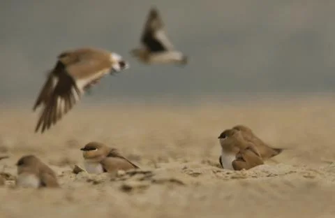 Small pratincole Stock Photos