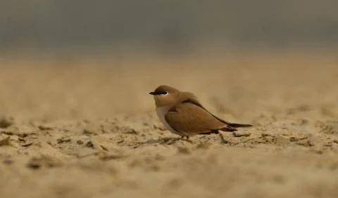 Small pratincole Stock Photos