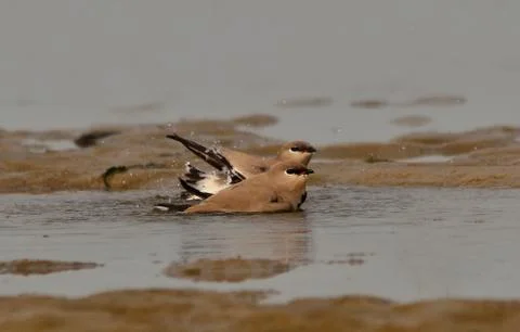 Small pratincole Stock Photos