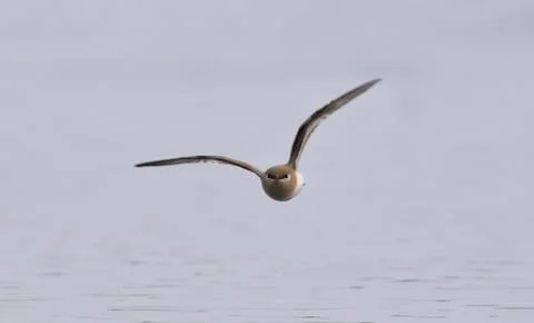Small pratincole Stock Photos