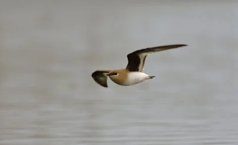 Small pratincole Stock-Fotos