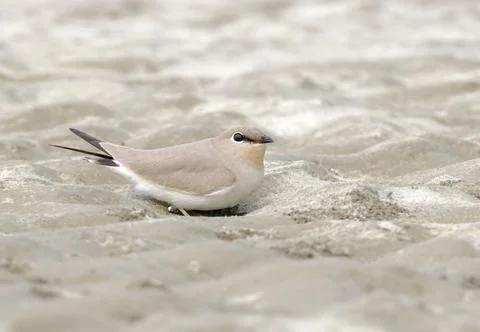 Small pratincole Stock Photos