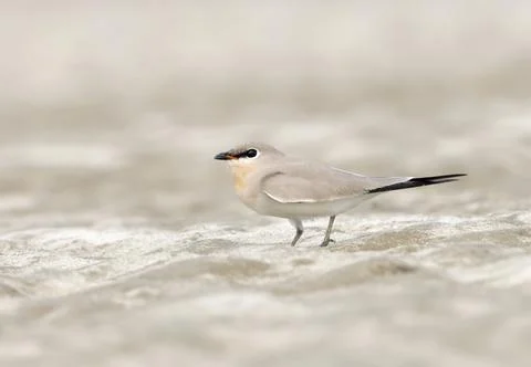 Small pratincole Stock Photos