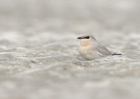 Small pratincole Stock Photos