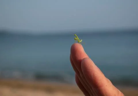 Small praying mantis on fingertips. Close up, wallpaper, copy space. Stock Photos