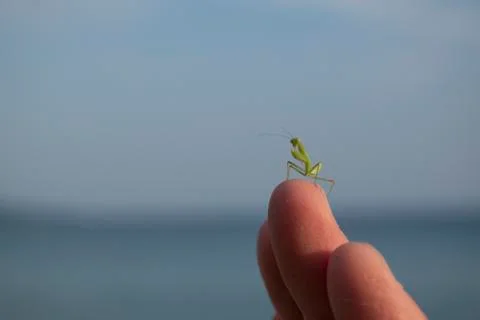 Small praying mantis on fingertips. Close up, wallpaper, copy space. Stock Photos