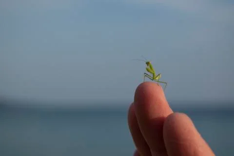 Small praying mantis on fingertips. Close up, wallpaper, copy space. Stock Photos
