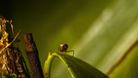 Small praying mantis perched on vibrant green leaf Stock Footage 340775661