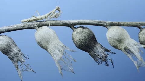 Small praying mantis sits on dry shrub branch and washes on blue sky background Stock Footage 205282060
