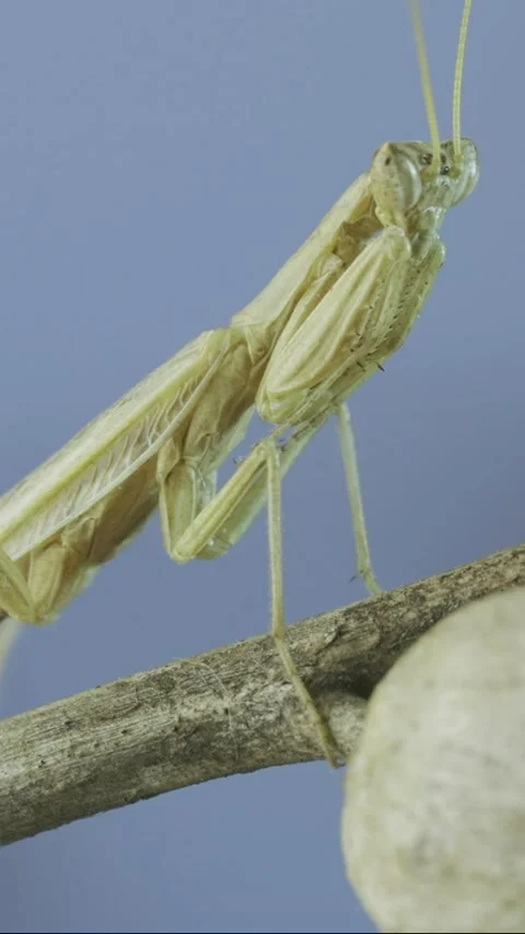 Small praying mantis sits on Henbane dry flowers on blue sky Stock Footage 205810198