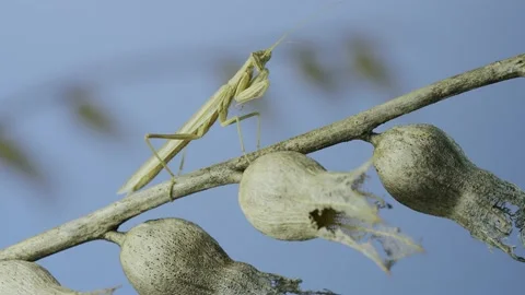 Small praying mantis sits on Henbane dry flowers on blue sky background. Crimean Stock Footage 205816277