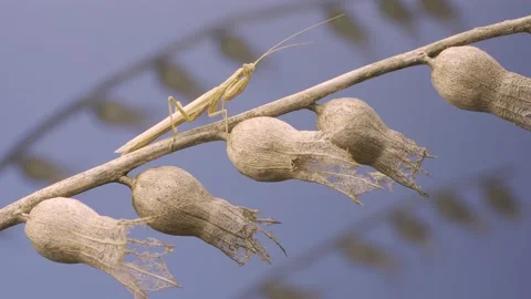 Small praying mantis sits on Henbane dry flowers and looks at on camera and Stock Footage 205816969