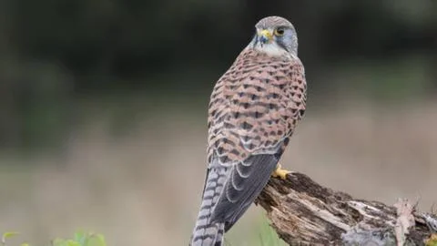Small Predatory Bird Perched in Natural Habitat Stock Photos