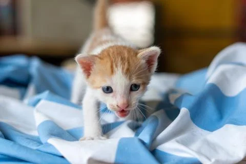 Small pretty kitten, on blue background Stock Photos