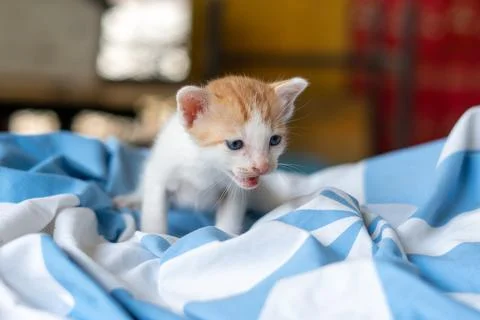 Small pretty kitten, on blue background Stock Photos