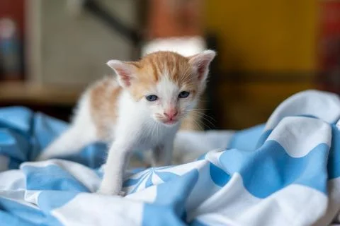 Small pretty kitten, on blue background Stock Photos