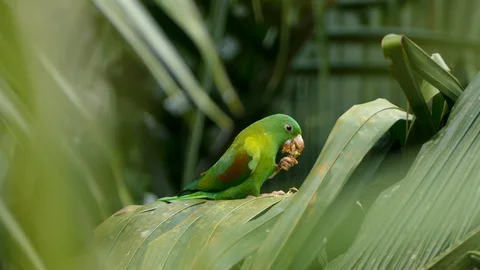 Small pretty parrot gets claw dirty while eating fruit with messy fibers Stock Footage 99117425
