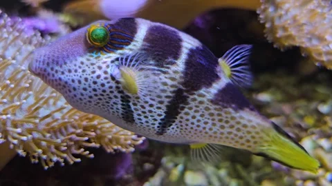 A small pretty puffer or trunk fish  Stock Footage 273231885