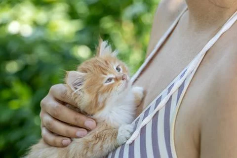 Small pretty red-headed kitten on the woman chest. Care concept Stock Photos