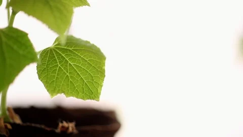 Small Pretty Seedling of Cucumber Stock Footage 88920042