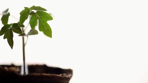 Small Pretty Seedling of Tomato Stock Footage 88920206